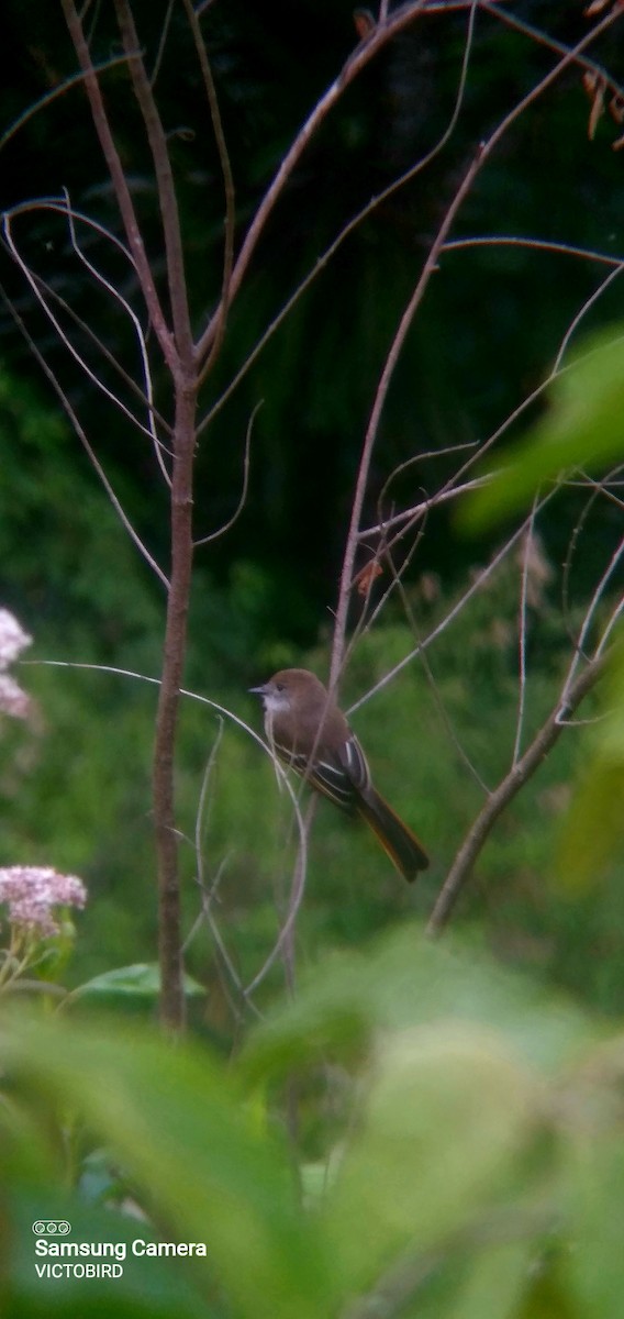 Pale-edged Flycatcher - ML643323063