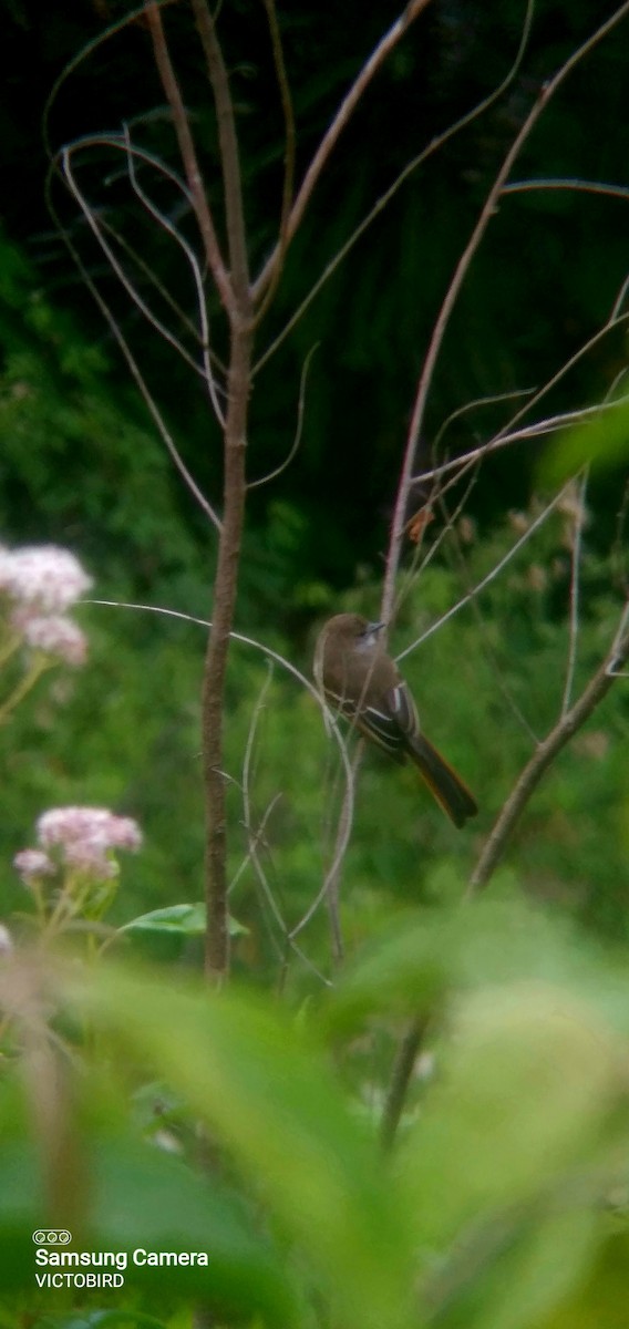 Pale-edged Flycatcher - ML643323064