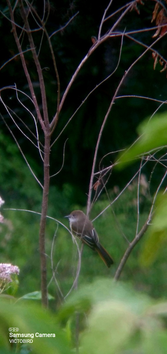 Pale-edged Flycatcher - ML643323065
