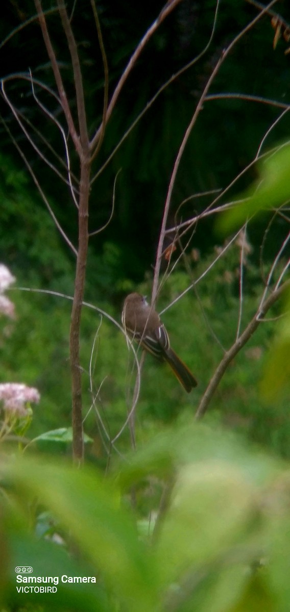 Pale-edged Flycatcher - ML643323066