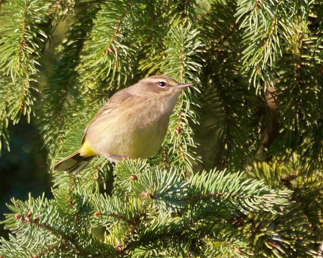 Paruline à couronne rousse - ML643323071