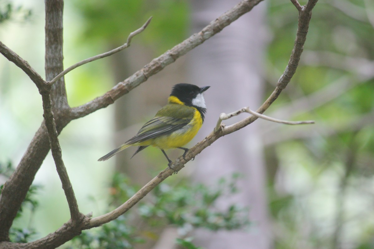 Golden Whistler - ML643323073