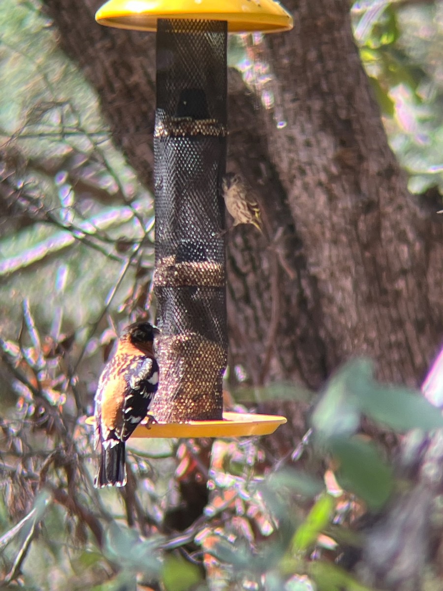 Black-headed Grosbeak - ML643323074