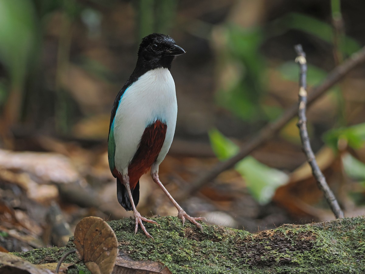 Ivory-breasted Pitta (Ivory-breasted) - ML643323075
