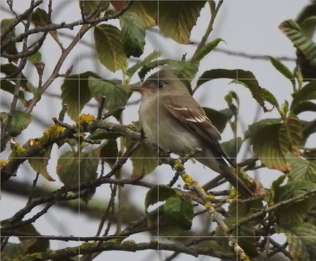 Eastern Wood-Pewee - ML643323077