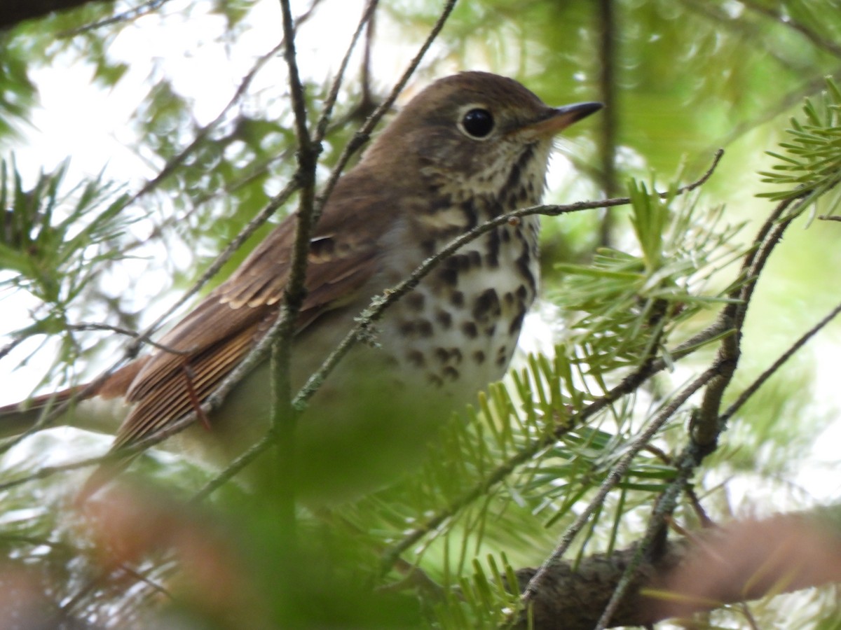 Hermit Thrush - ML643323080