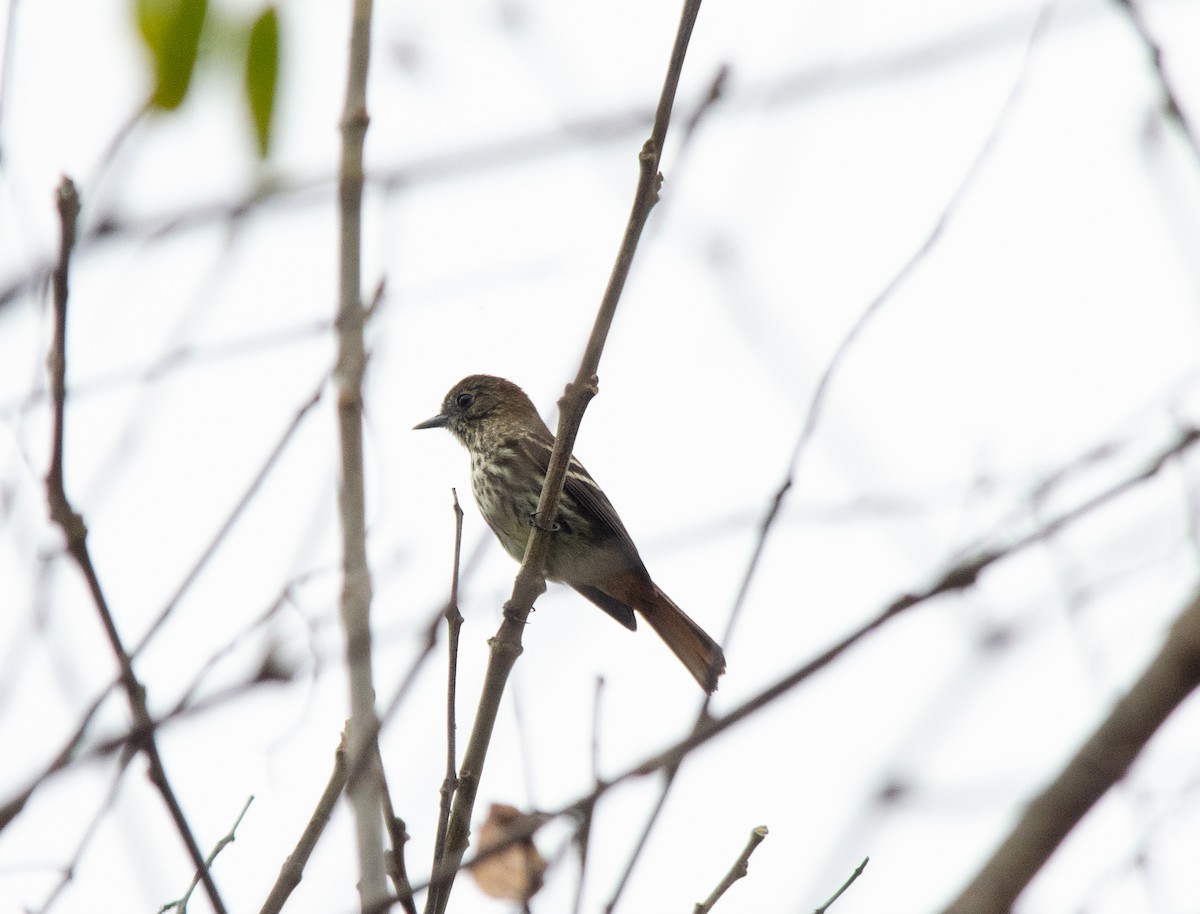 Blue-billed Black-Tyrant - ML643323081