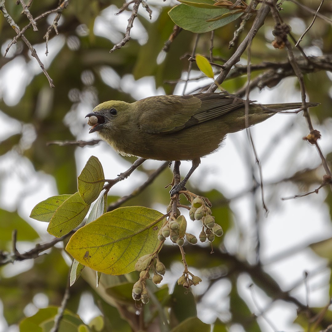 Palm Tanager - ML643323082
