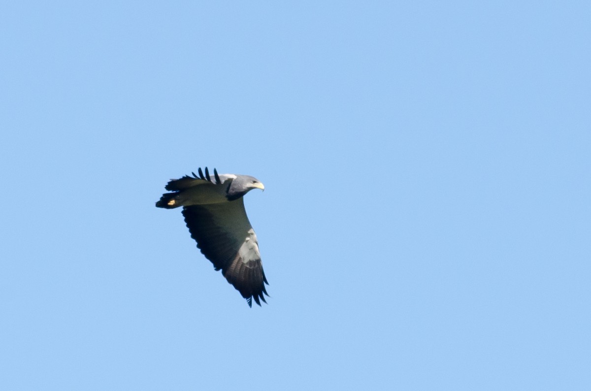 Black-chested Buzzard-Eagle - ML643323083