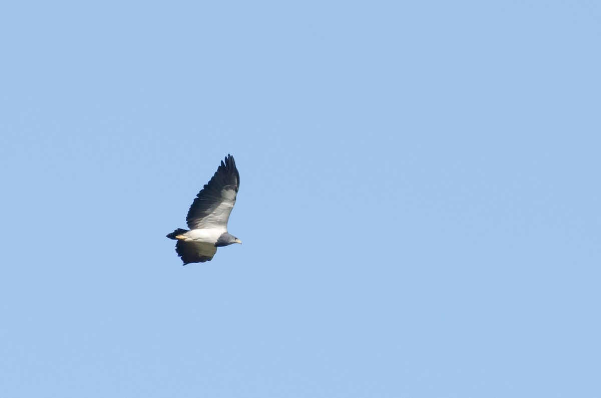 Black-chested Buzzard-Eagle - ML643323084