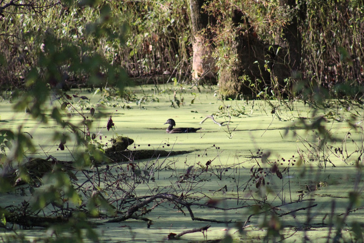 Wood Duck - ML643323085