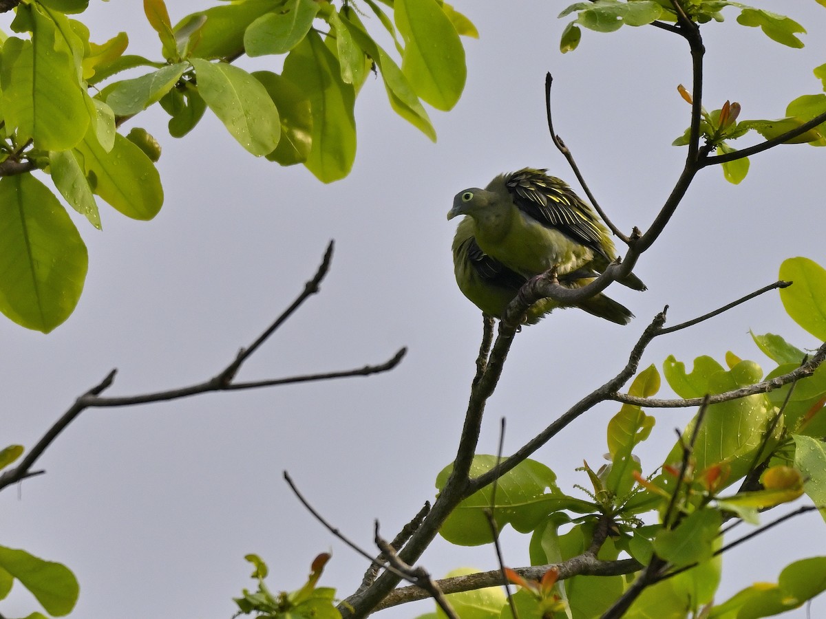 Gray-cheeked Green-Pigeon - ML643323087