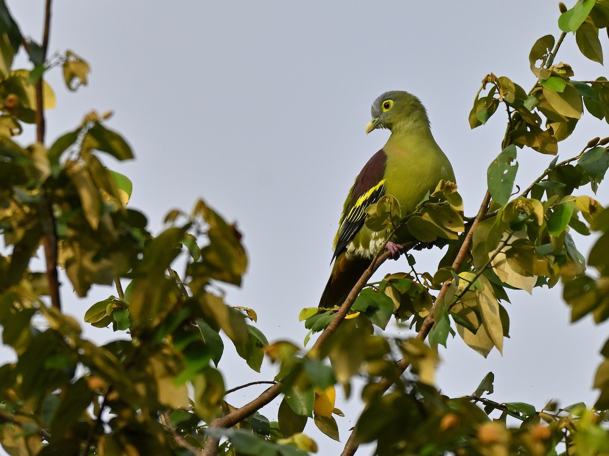 Gray-cheeked Green-Pigeon - ML643323088