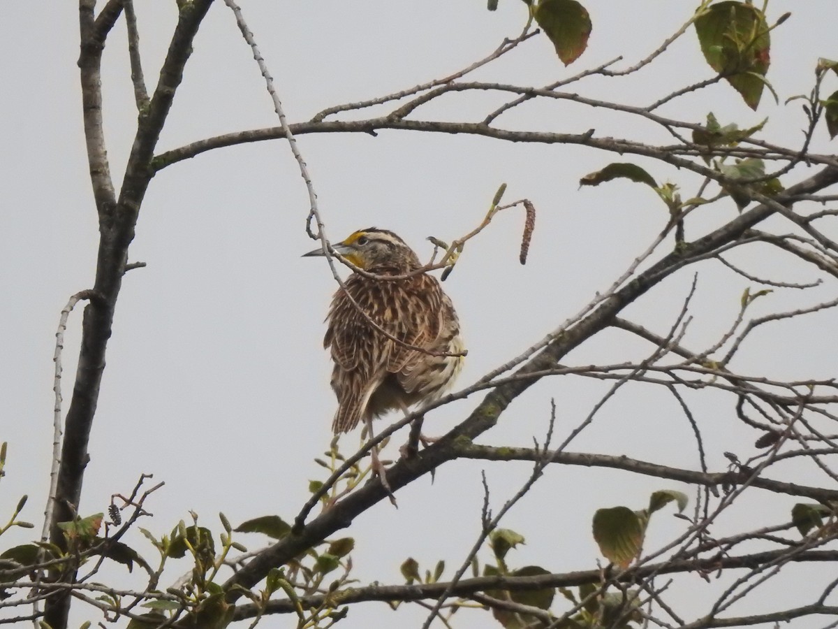 Eastern Meadowlark - ML643323090