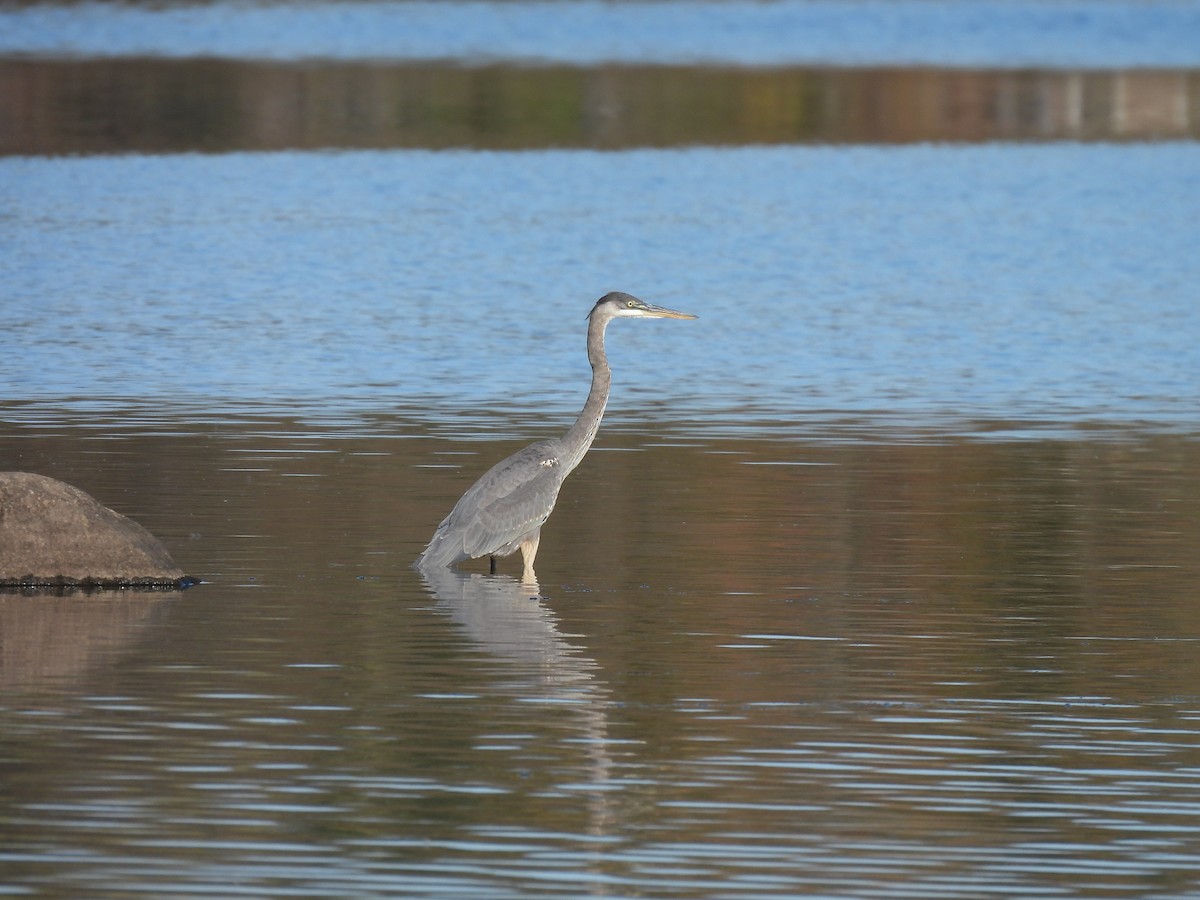 Great Blue Heron - ML643323091