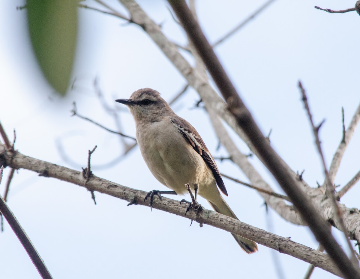 White-banded Mockingbird - ML643323097