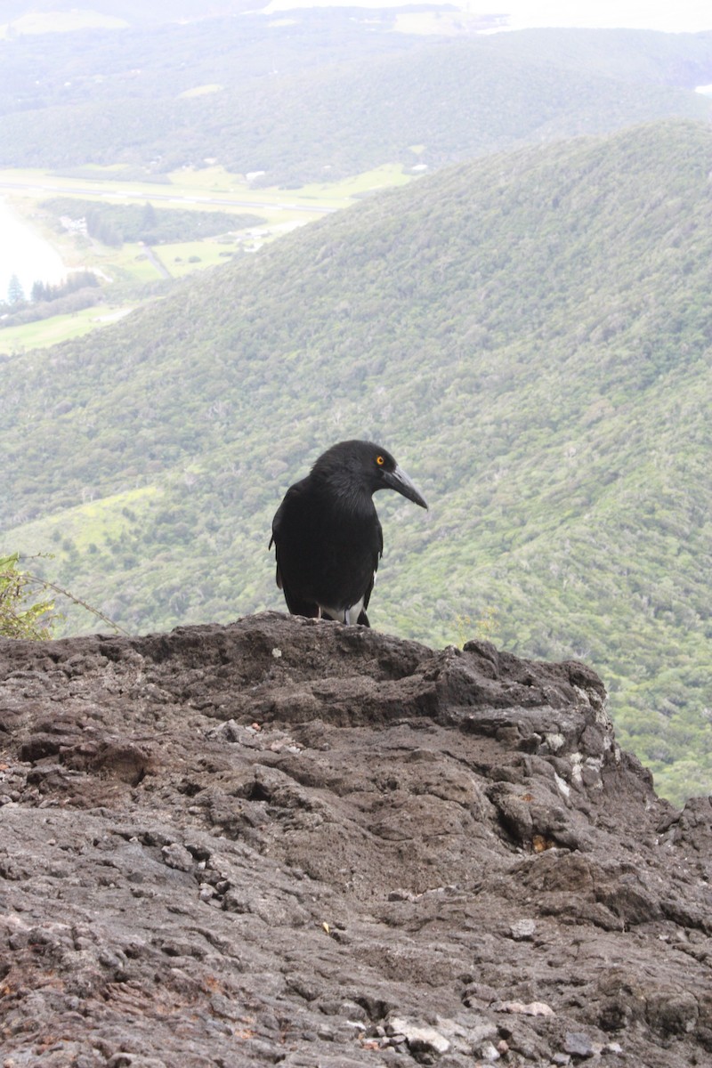 Pied Currawong - ML643323099
