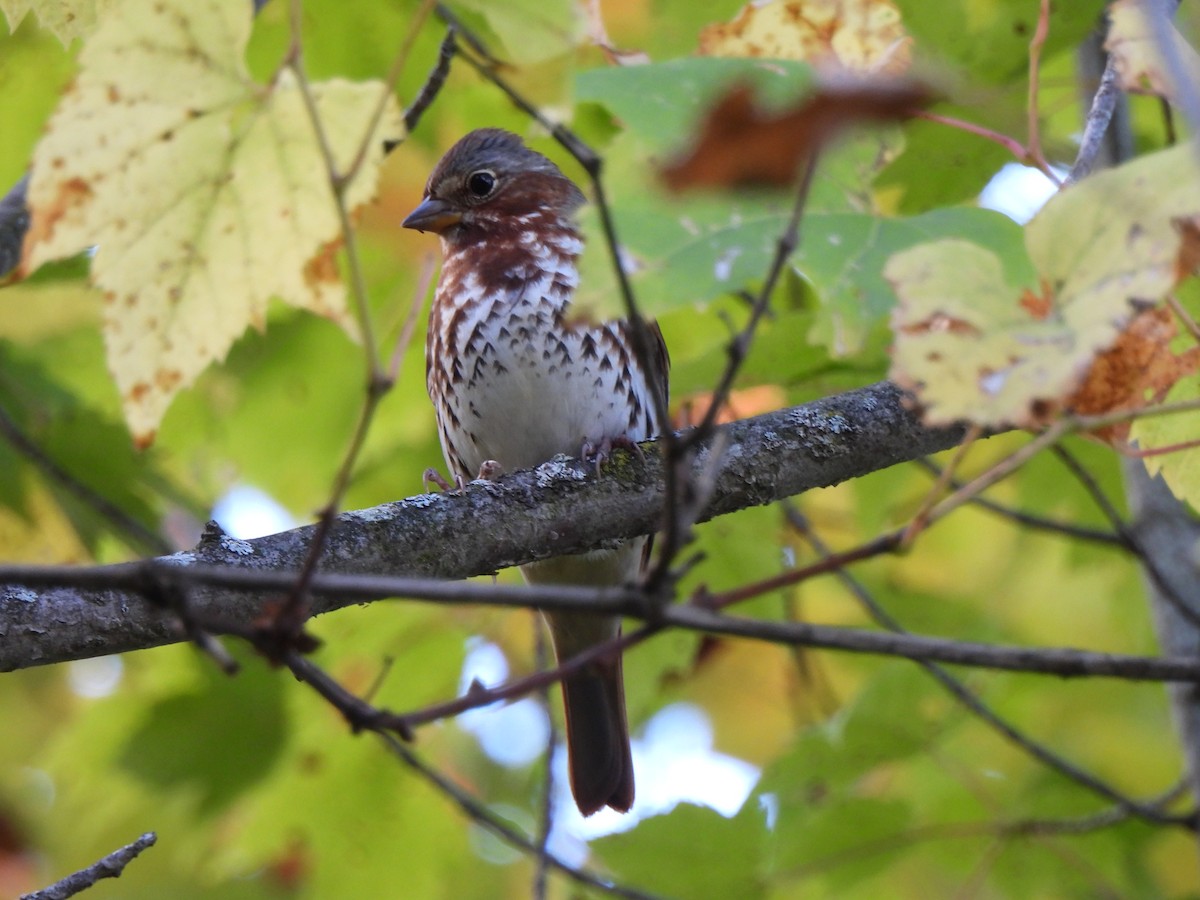 Fox Sparrow - ML643323101