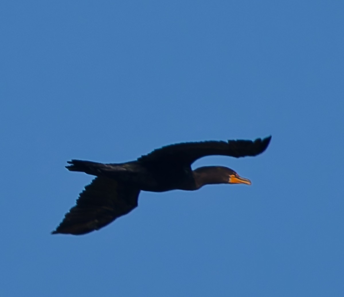 Double-crested Cormorant - ML643323102