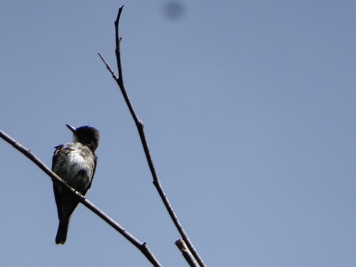 Olive-sided Flycatcher - ML643323104