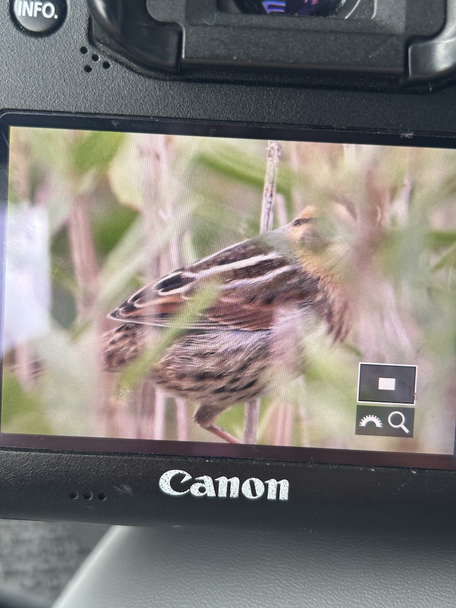 Nelson's Sparrow (Interior) - ML643323106