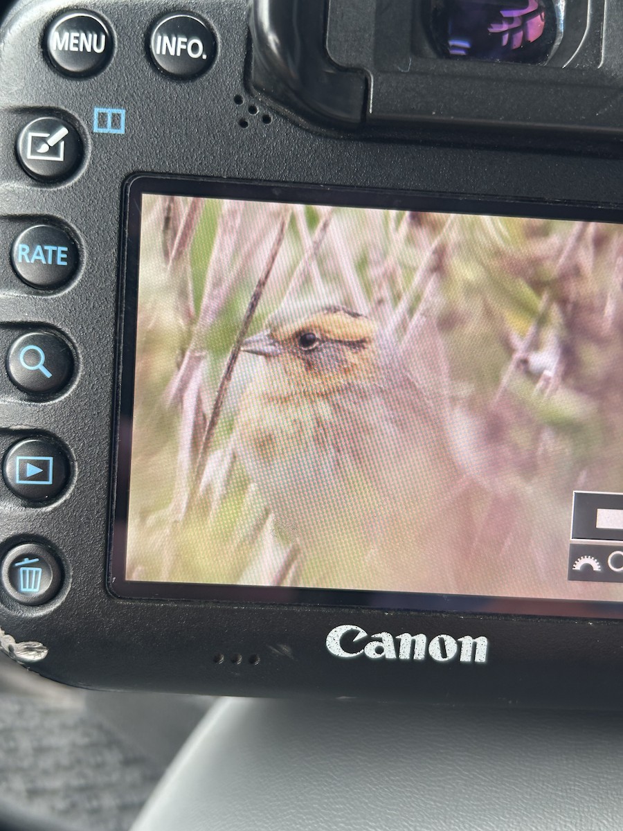 Nelson's Sparrow (Interior) - ML643323109
