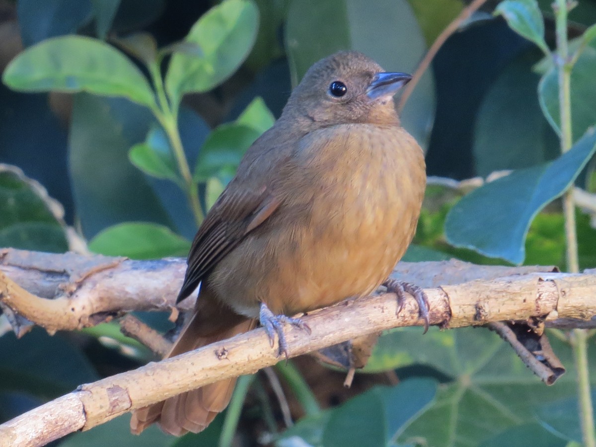 Ruby-crowned Tanager - ML643323110