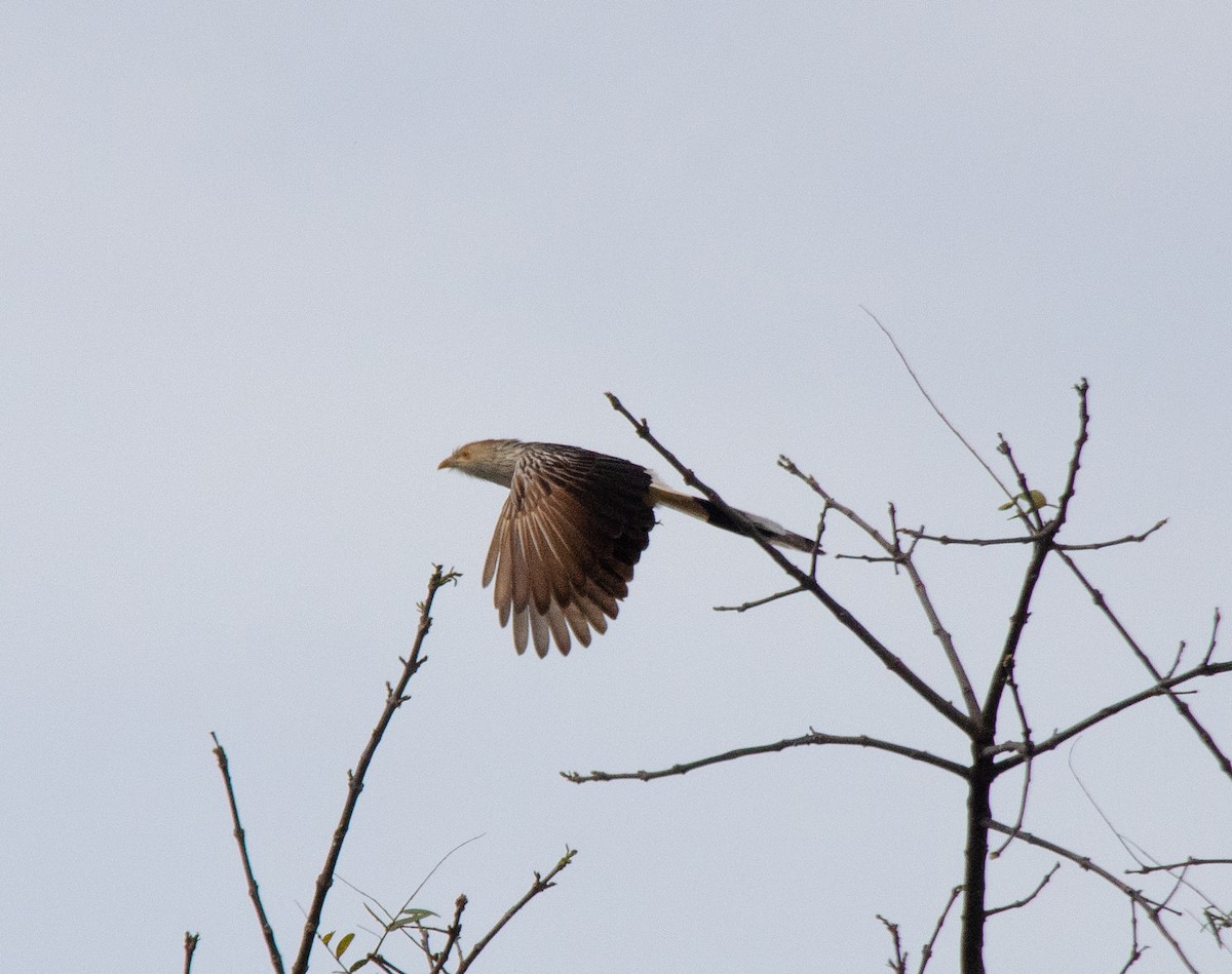 Guira Cuckoo - ML643323120
