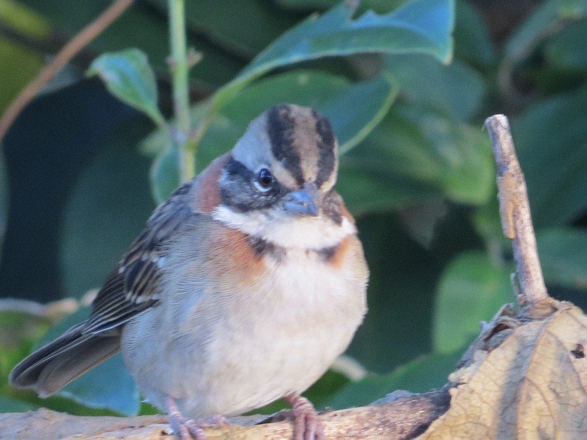 Rufous-collared Sparrow - ML643323138