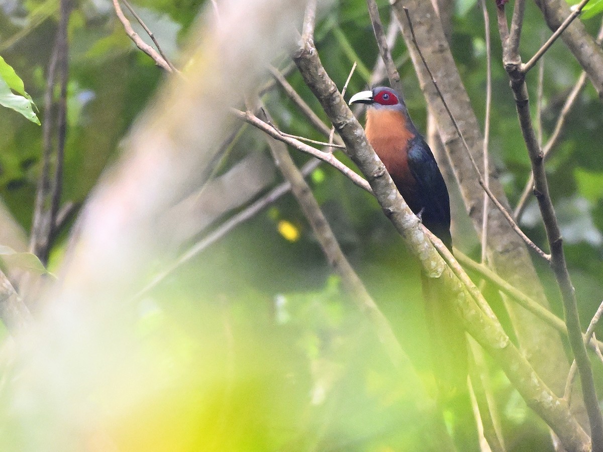Chestnut-breasted Malkoha - ML643323141