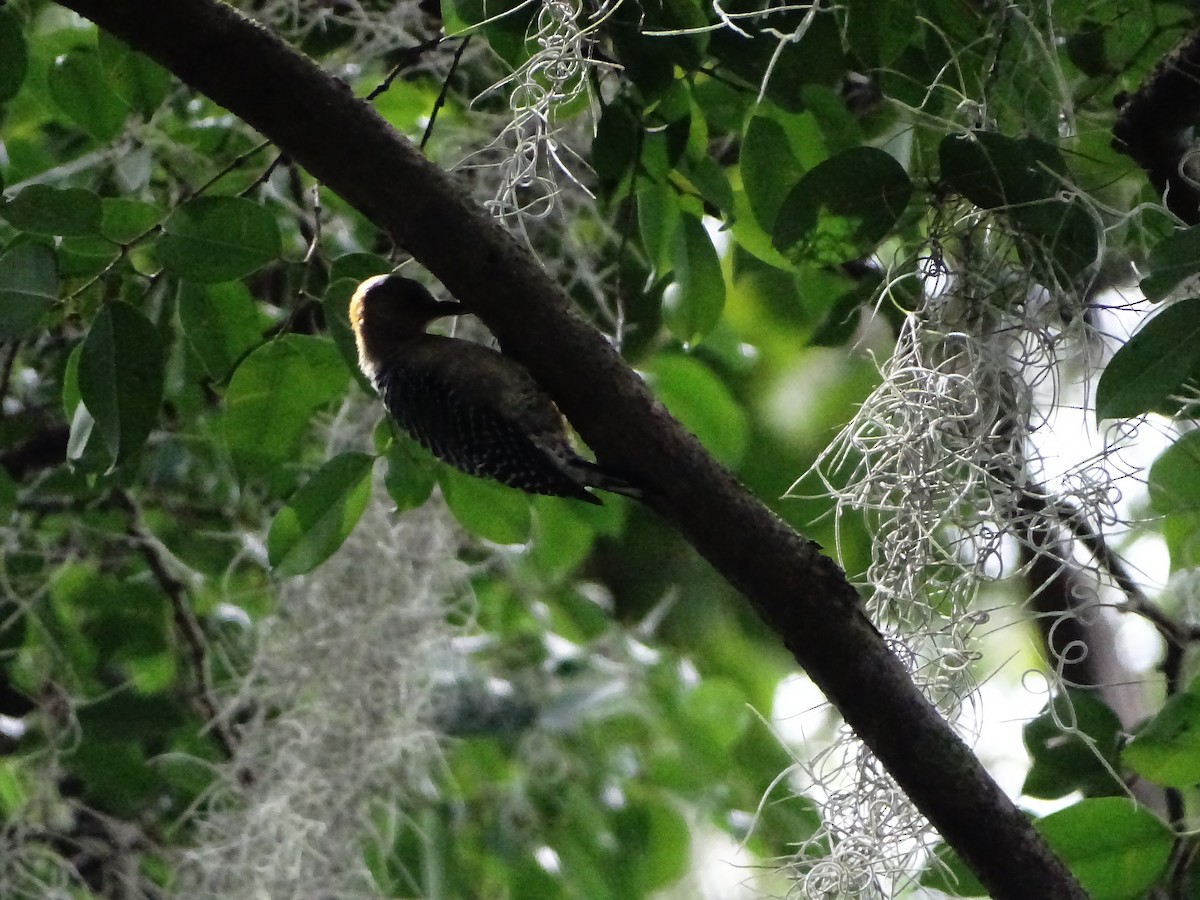 Red-crowned Woodpecker - ML643323143