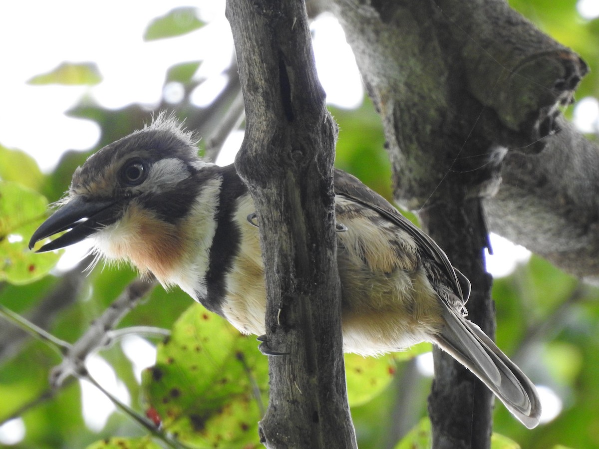 Russet-throated Puffbird - ML643323145