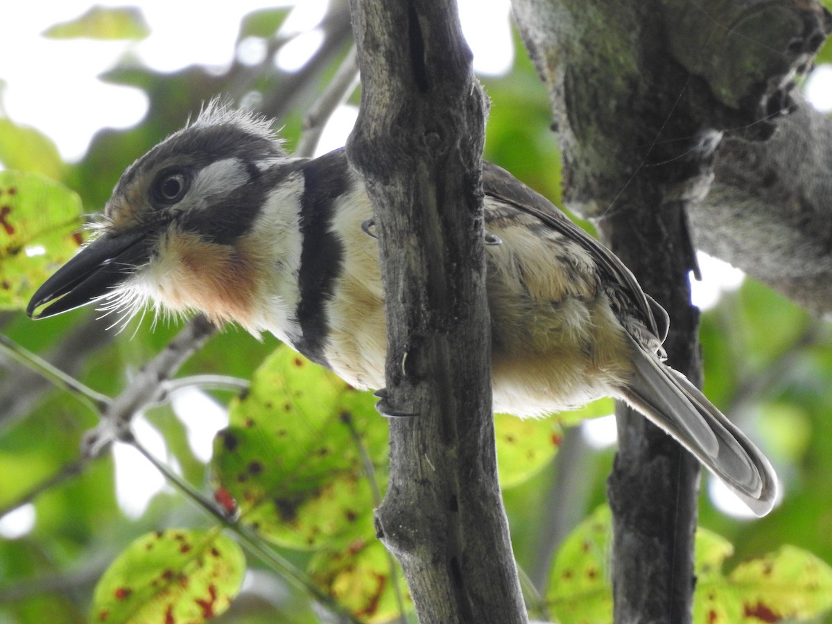 Russet-throated Puffbird - ML643323147