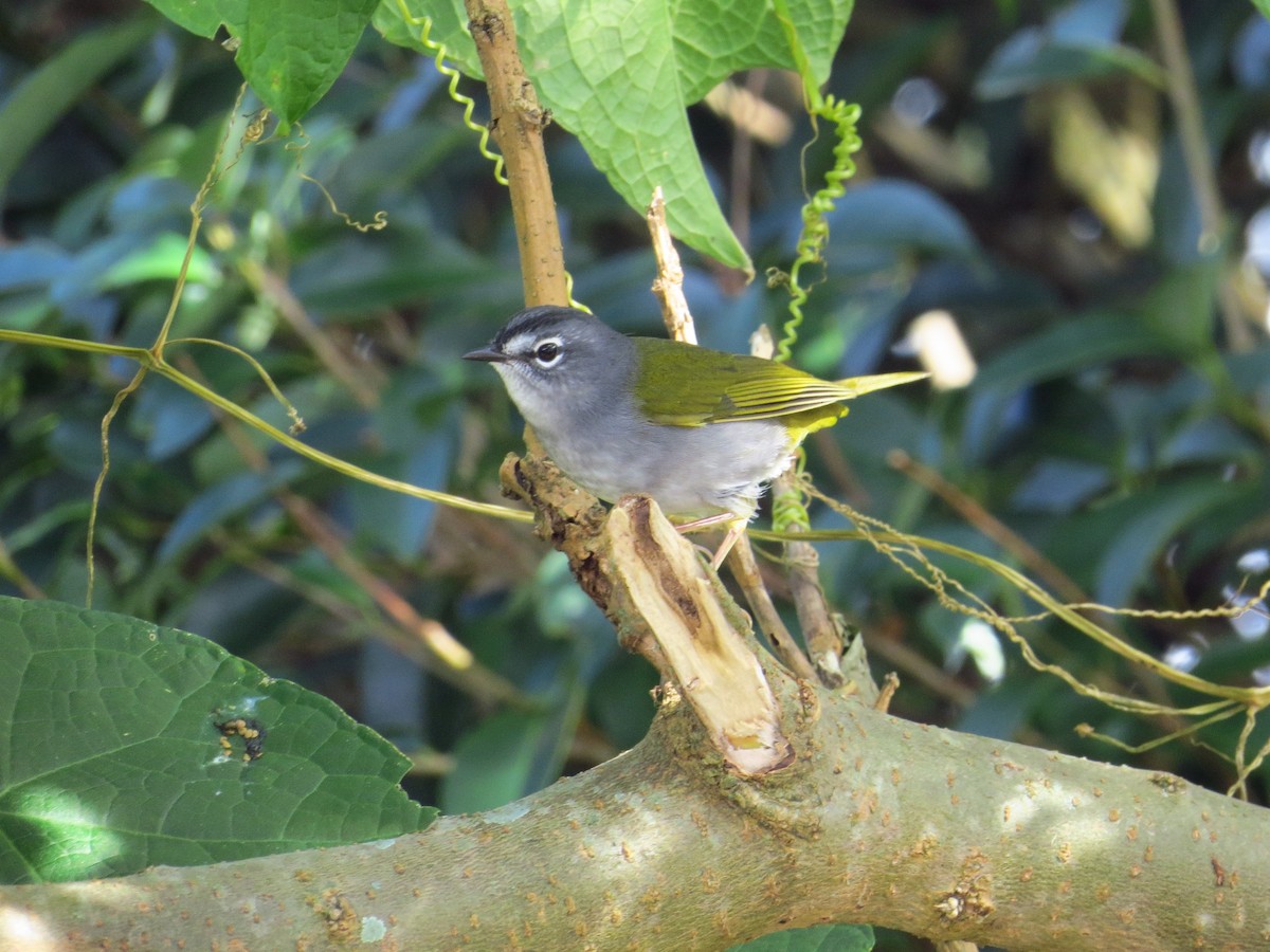 White-browed Warbler - ML643323153