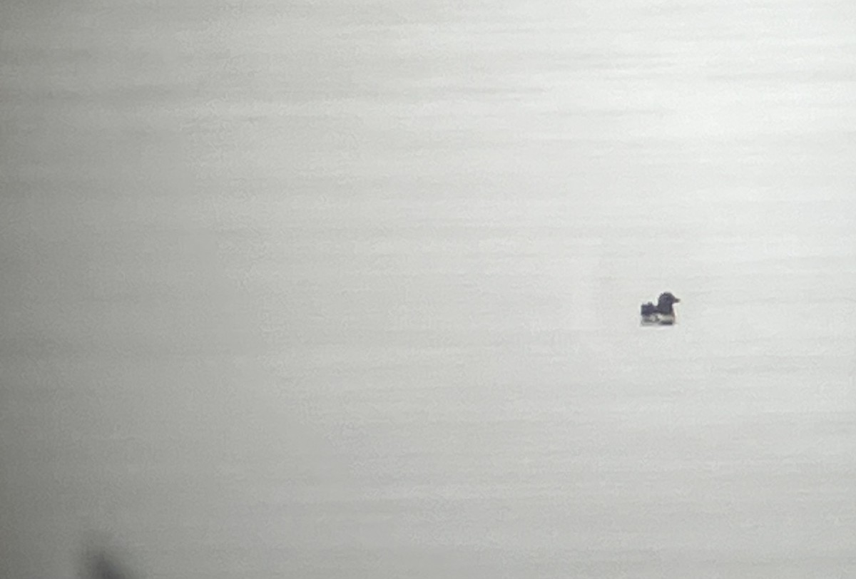 Horned Puffin - ML643323163