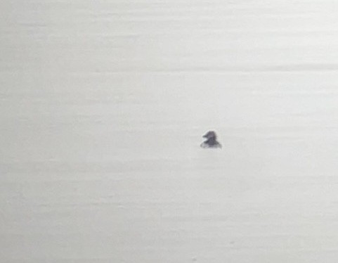 Horned Puffin - ML643323164