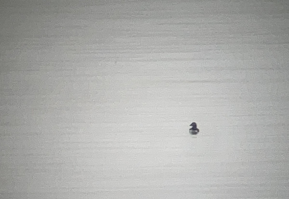 Horned Puffin - ML643323165