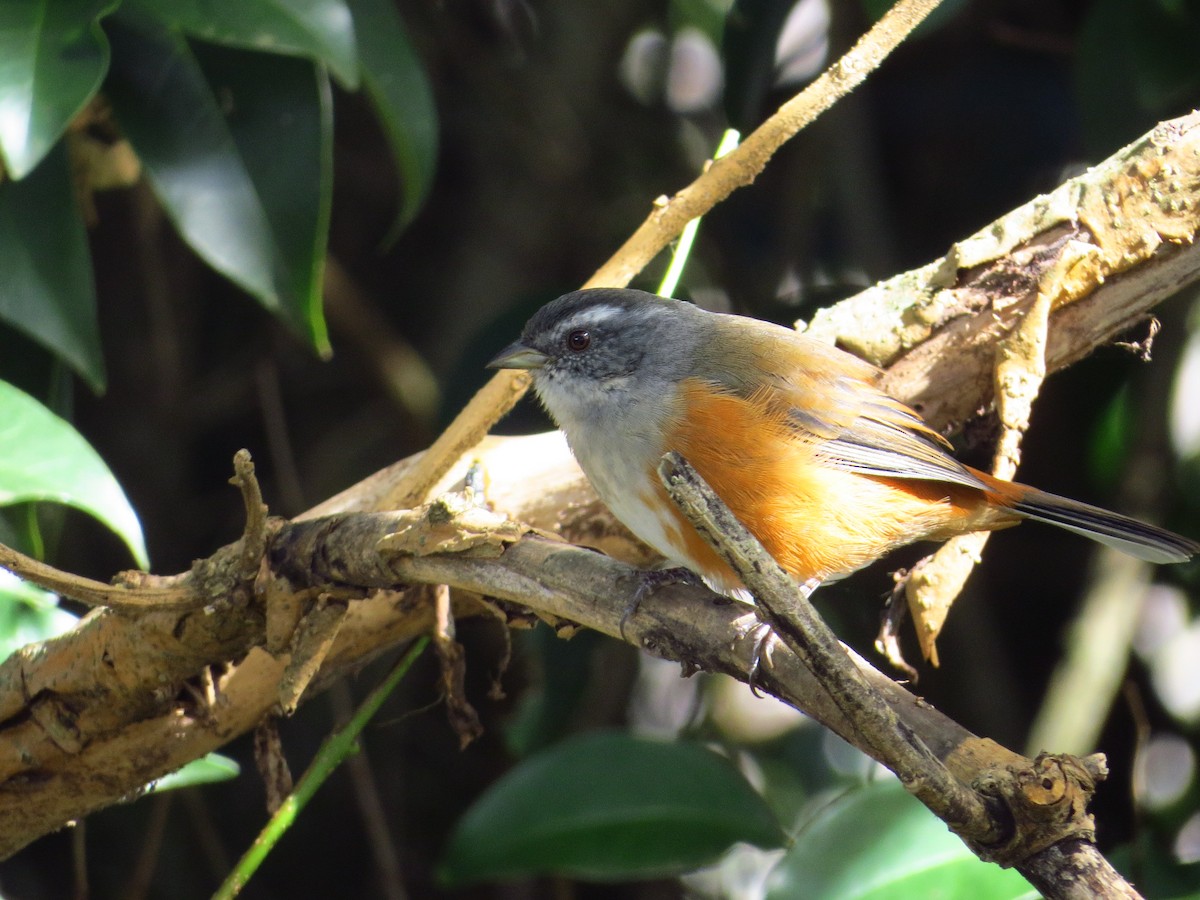 Gray-throated Warbling Finch - ML643323167