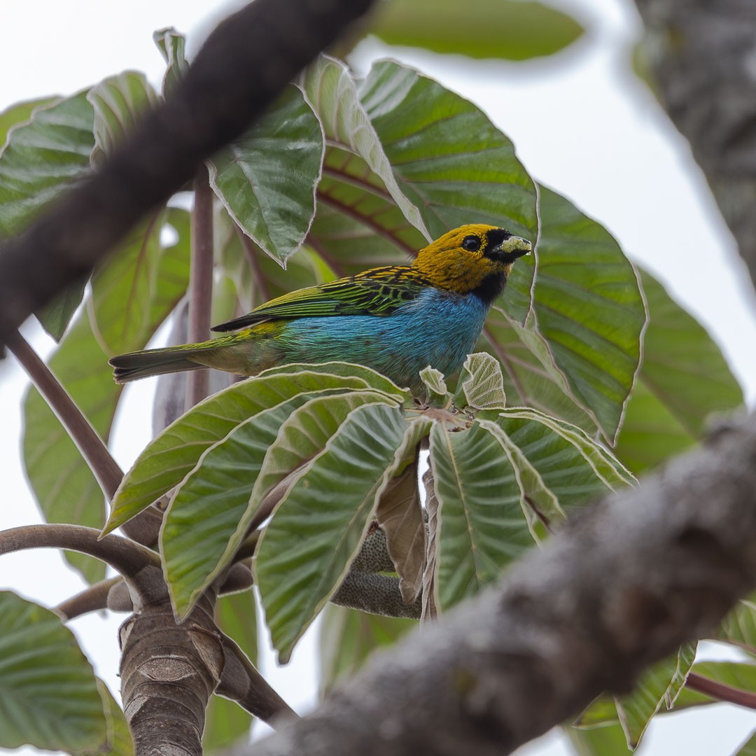 gullsnittanagar - ML643323188