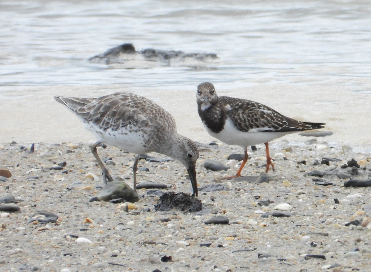 Ruddy Turnstone - ML643323198