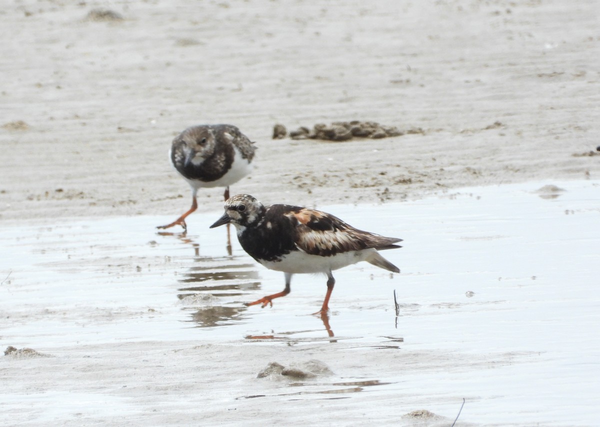 Ruddy Turnstone - ML643323199