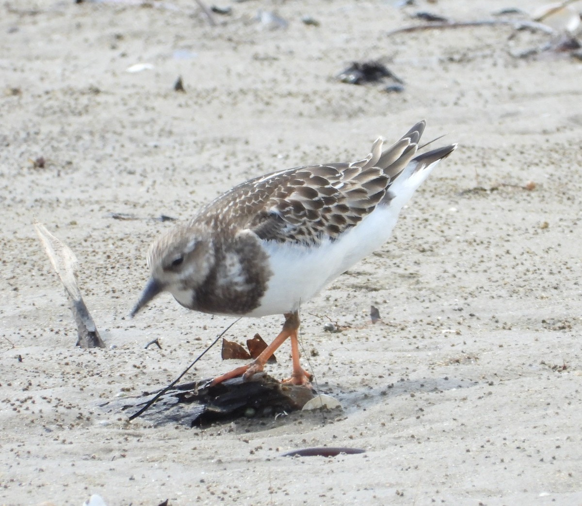 Ruddy Turnstone - ML643323200