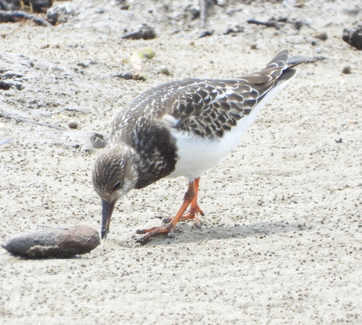 Ruddy Turnstone - ML643323201