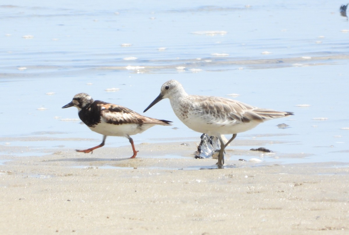Ruddy Turnstone - ML643323202