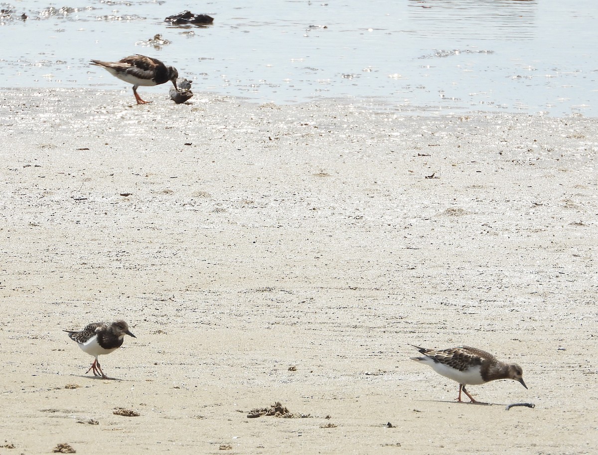 Ruddy Turnstone - ML643323204
