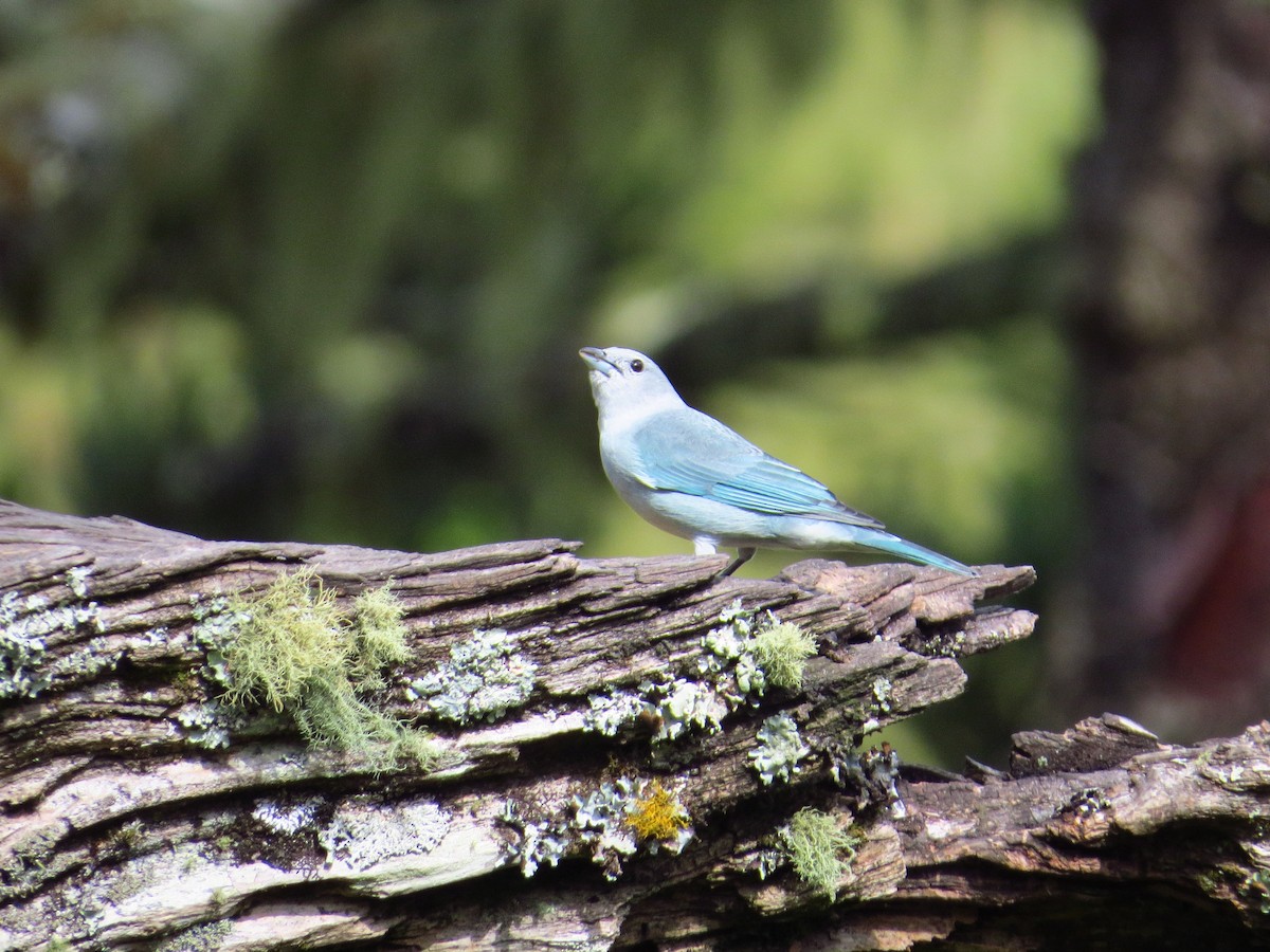 Sayaca Tanager - ML643323211
