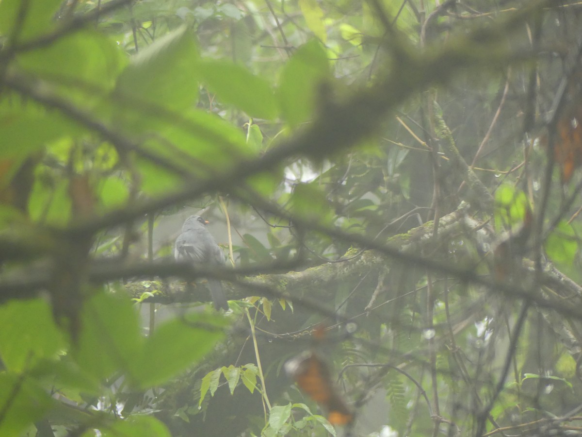 Black-faced Solitaire - ML643323214
