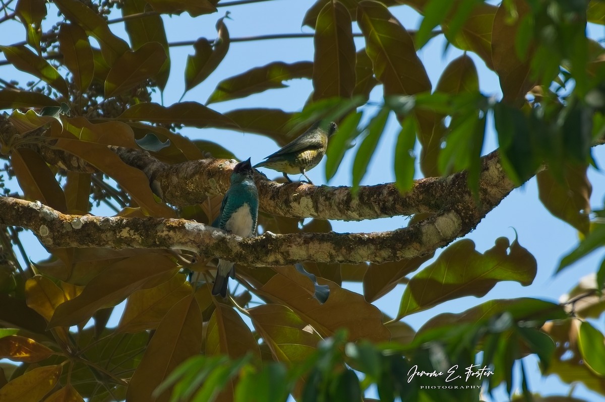 Swallow Tanager - ML643323217