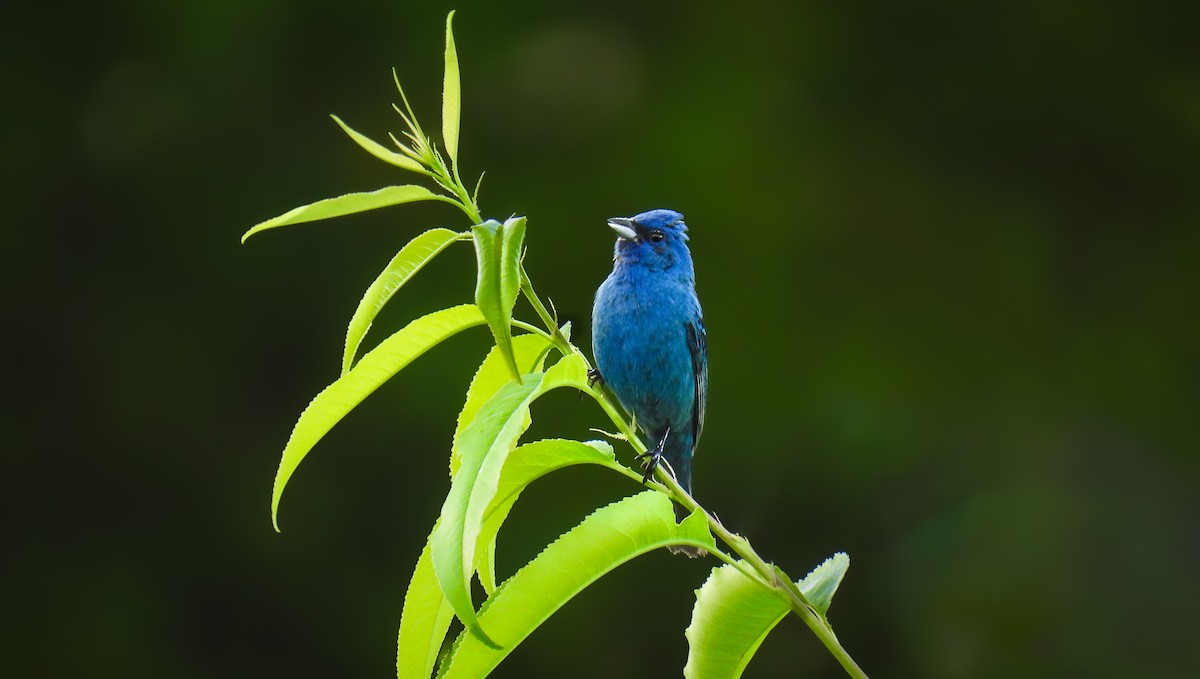 Indigo Bunting - ML643323220