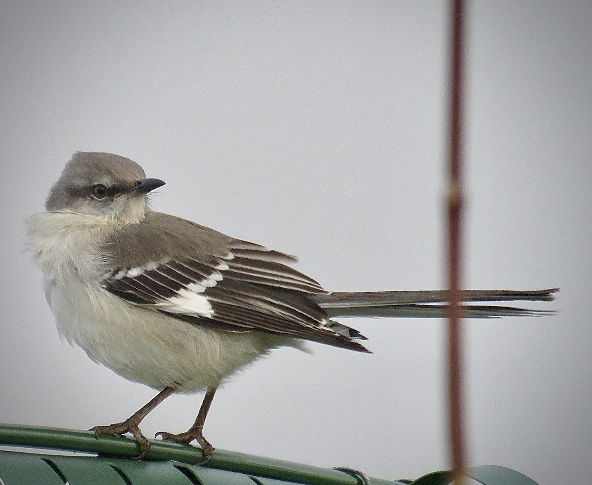 Northern Mockingbird - ML643323221